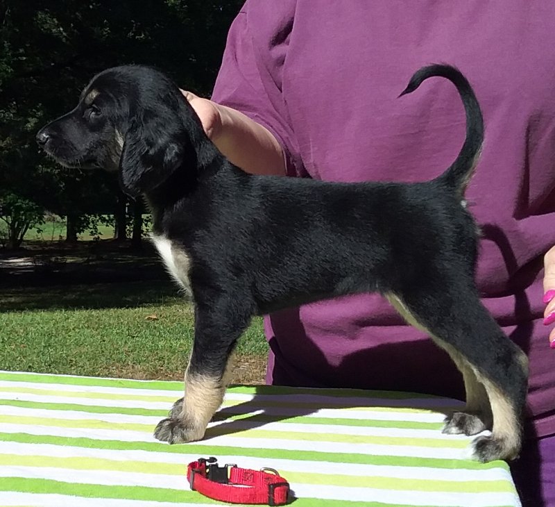 Red Girl 5 Weeks.jpg - 1710 K